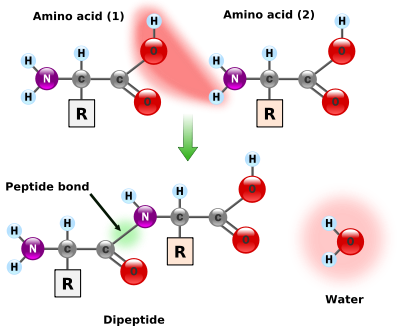 Formation of a peptide bond between two amino acid shown in terms of ball and stick diagrams. All amino acids have the common N H 2 C H C O O H structure. The R group connected to the middle C is unique to each amino acid. The product is a chain of both amino acids with a peptide bond between the C from C O from one amino acid and N from N H of another amino acid.  
