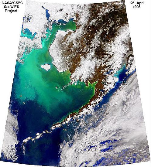 Satellite image shows a huge green area in the bering sea. 