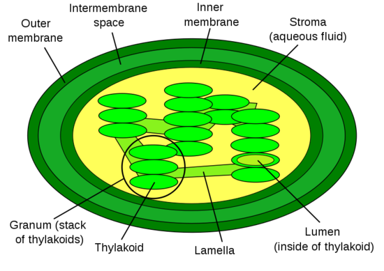 800px-Chloroplast_diagram.svg.png