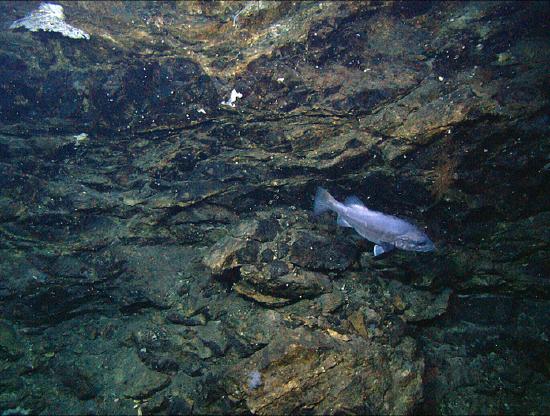 Picture of a underwater bed of rock with a small fish swimming by. 