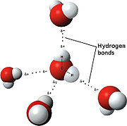 Three dimensional model of water with hydrogen bonds between them shown as dotted lines. 