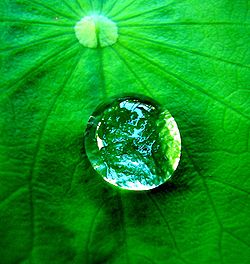 Image of a water droplet on a leaf.