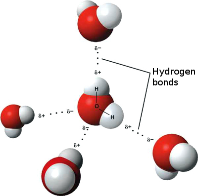 3D model of hydrogen bonds in water.