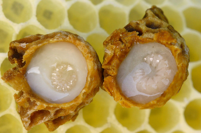 Imagen de primer plano de larvas de reina en desarrollo rodeadas de jalea real.