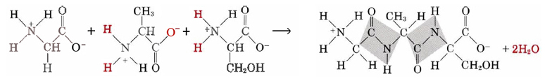 Dehydration_Synthesis_of_Amino_Acids_.jpg