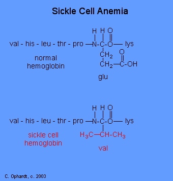 565sicklecell.gif