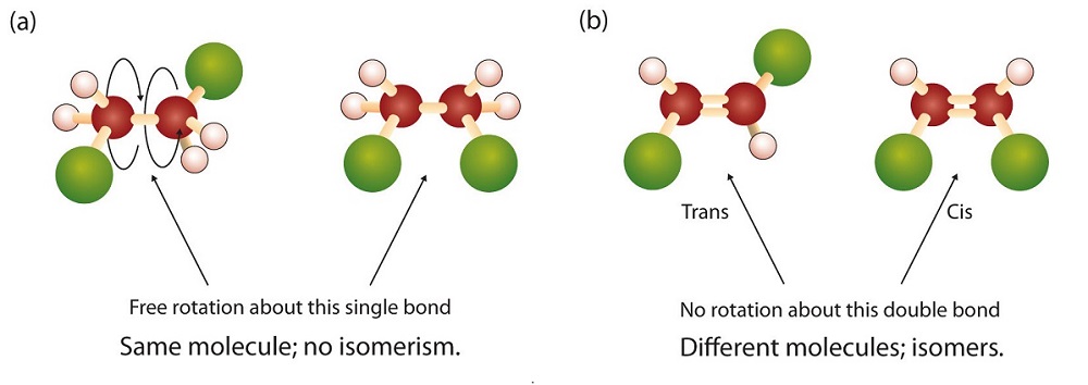 A single bond can freely rotate but a double bond cannot.