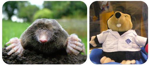 Image of mole (left) and image of stuffed toy mole (right)