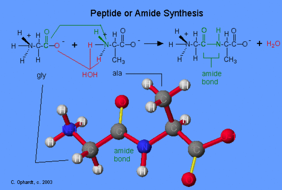 Peptide Bonds Chemistry Libretexts