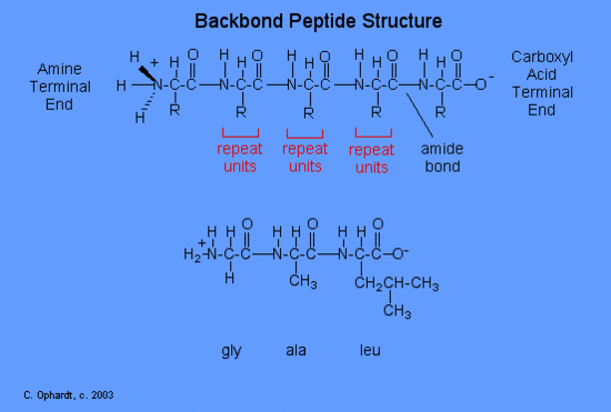 25 4 Peptides And Proteins Chemistry Libretexts