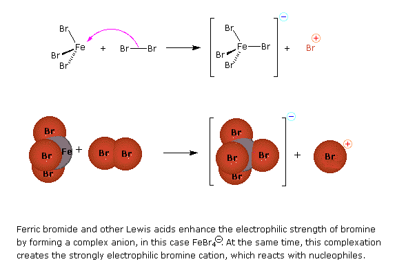 Ferric bromide and other Lewis acids enhance the electrophilic strength of bromine by forming a complex anion, in this case FeBr4 minus. At the same time, this complexation creates the strongly electrophilic bromine cation, which reacts with nucleophiles. 