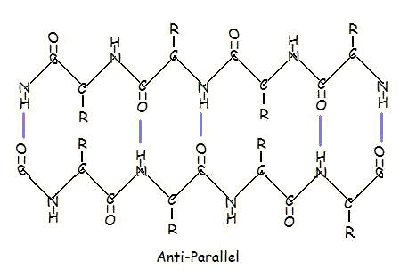B-Pleated Sheet Anti-Parallel.bmp
