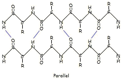 beta sheet antiparallel vs parallel