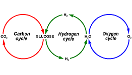 Biochemical Cycles