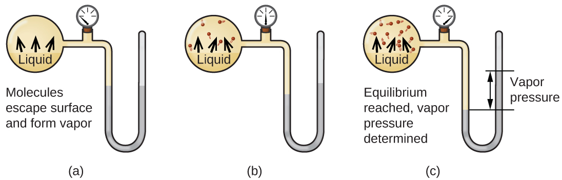 Three images are shown and labeled “a,” “b,” and “c.” Each image shows a round bulb connected on the right to a tube that is horizontal, then is bent vertically, curves, and then is vertical again to make a u-shape. A valve is located in the horizontal portion of the tube. Image a depicts a liquid in the bulb, labeled, “Liquid,” and upward-facing arrows leading away from the surface of the liquid. The phrase, “Molecules escape surface and form vapor” is written below the bulb, and a gray liquid in the u-shaped portion of the tube is shown at equal heights on the right and left sides. Image b depicts a liquid in the bulb, labeled, “Liquid,” and upward-facing arrows leading away from the surface of the liquid to molecules drawn in the upper portion of the bulb. A gray liquid in the u-shaped portion of the tube is shown slightly higher on the right side than on the left side. Image c depicts a liquid in the bulb, labeled, “Liquid,” and upward-facing arrows leading away from the surface of the liquid to molecules drawn in the upper portion of the bulb. There are more molecules present in c than in b. The phrase “Equilibrium reached, vapor pressure determined,” is written below the bulb and a gray liquid in the u-shaped portion of the tube is shown higher on the right side. A horizontal line is drawn level with each of these liquid levels and the distance between the lines is labeled with a double-headed arrow. This section is labeled with the phrase, “Vapor pressure.”