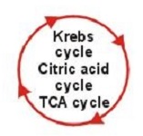Chapter 15: Metabolic Cycles