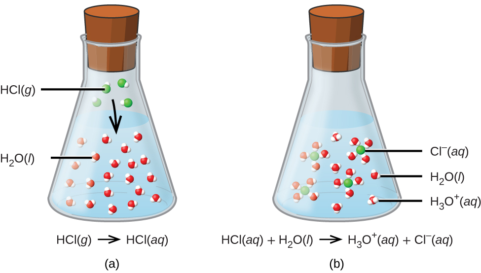 This figure shows two flasks, labeled a and b. The flasks are both sealed with stoppers and are nearly three-quarters full of a liquid. Flask a is labeled H C l followed by g in parentheses. In the liquid there are approximately twenty space-filling molecular models composed of one red sphere and two smaller attached white spheres. The label H subscript 2 O followed by a q in parentheses is connected with a line to one of these models. In the space above the liquid in the flask, four space filling molecular models composed of one larger green sphere to which a smaller white sphere is bonded are shown. To one of these models, the label H C l followed by g in parentheses is attached with a line segment. An arrow is drawn from the space above the liquid pointing down into the liquid below. Flask b is labeled H subscript 3 O superscript positive sign followed by a q in parentheses. This is followed by a plus sign and C l superscript negative sign which is also followed by a q in parentheses. In this flask, no molecules are shown in the open space above the liquid. A label, C l superscript negative sign followed by a q in parentheses, is connected with a line segment to a green sphere. This sphere is surrounded by four molecules composed each of one red sphere and two white smaller spheres. A few of these same molecules appear separate from the green spheres in the liquid. A line segment connects one of them to the label H subscript 2 O which is followed by l in parentheses. There are a few molecules formed from one central larger red sphere to which three smaller white spheres are bonded. A line segment is drawn from one of these to the label H subscript 3 O superscript positive sign, followed by a q in parentheses.