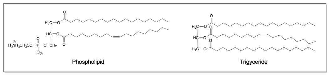 B Lipids Membranes And Fats Chemistry Libretexts