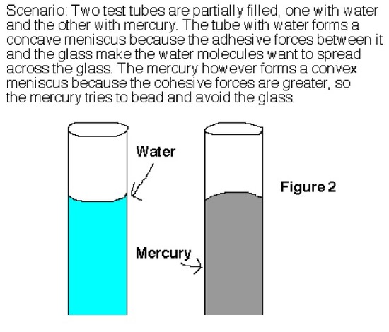 Scenario: Two test tubes are partially filled, one with water and the other with mercury. The tube with water forms a concave meniscus because the adhesive forces between it and the glass make the water molecules want to spread across the glass. The mercury however forms a convex meniscus because the cohesive forces are greater, so the mercury tries to bead and avoid the glass.