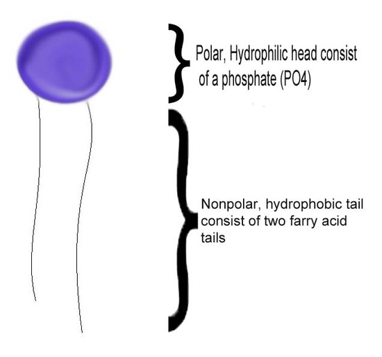 phospholipid.jpg