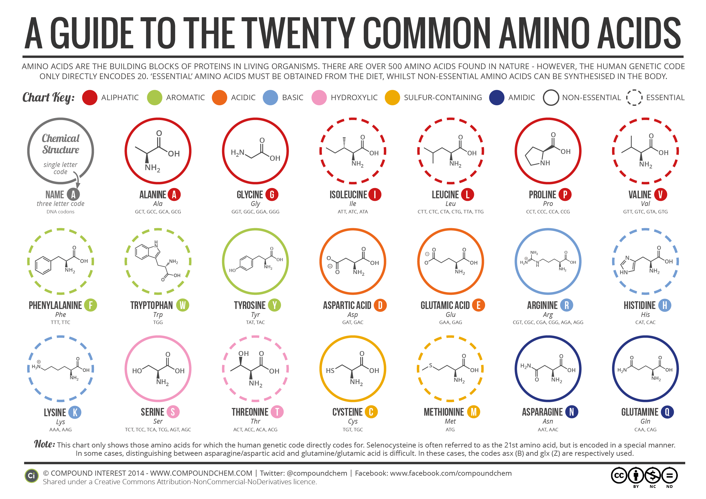 20 Amino Acids Chart Pdf