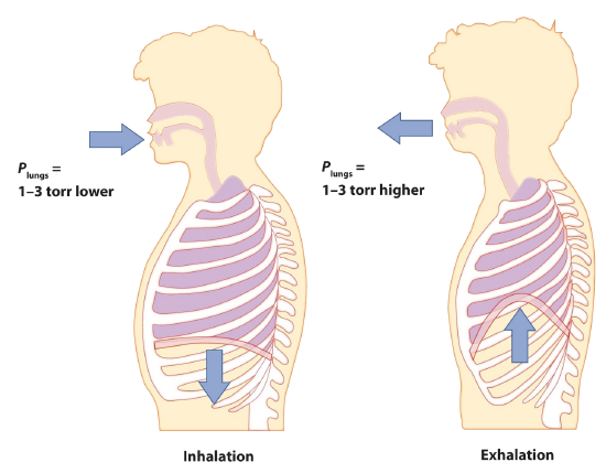 During inhalation, air flows into the lungs due to the pressure within the lungs being 1 to 3 torr lower than the pressure outside. During exhalation, air flows out of the lungs due to the pressure within the lungs being 1 to 3 torr higher than the pressure outside.