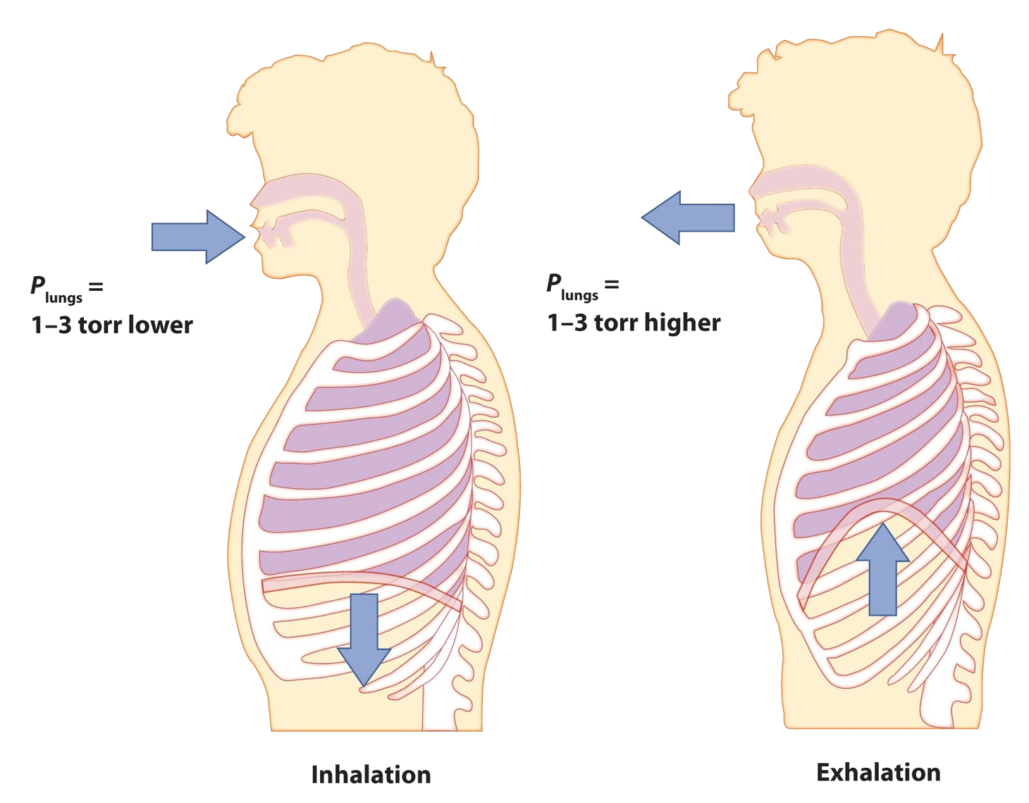 Diagrama de un ser humano durante la inhalación (izquierda) y exhalación (derecha).
