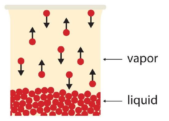 During equilibrium, water is becoming vapor at an equal rate that vapor is condensing.