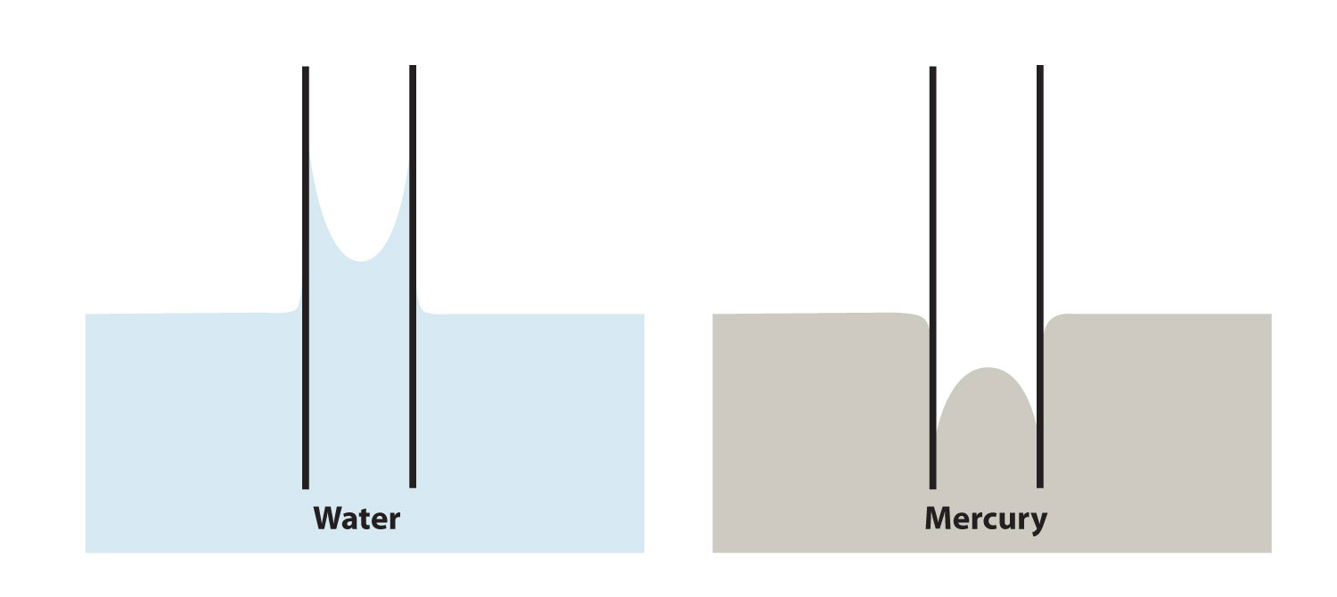 Diagram of capillary action for water (left) and mercury (right).