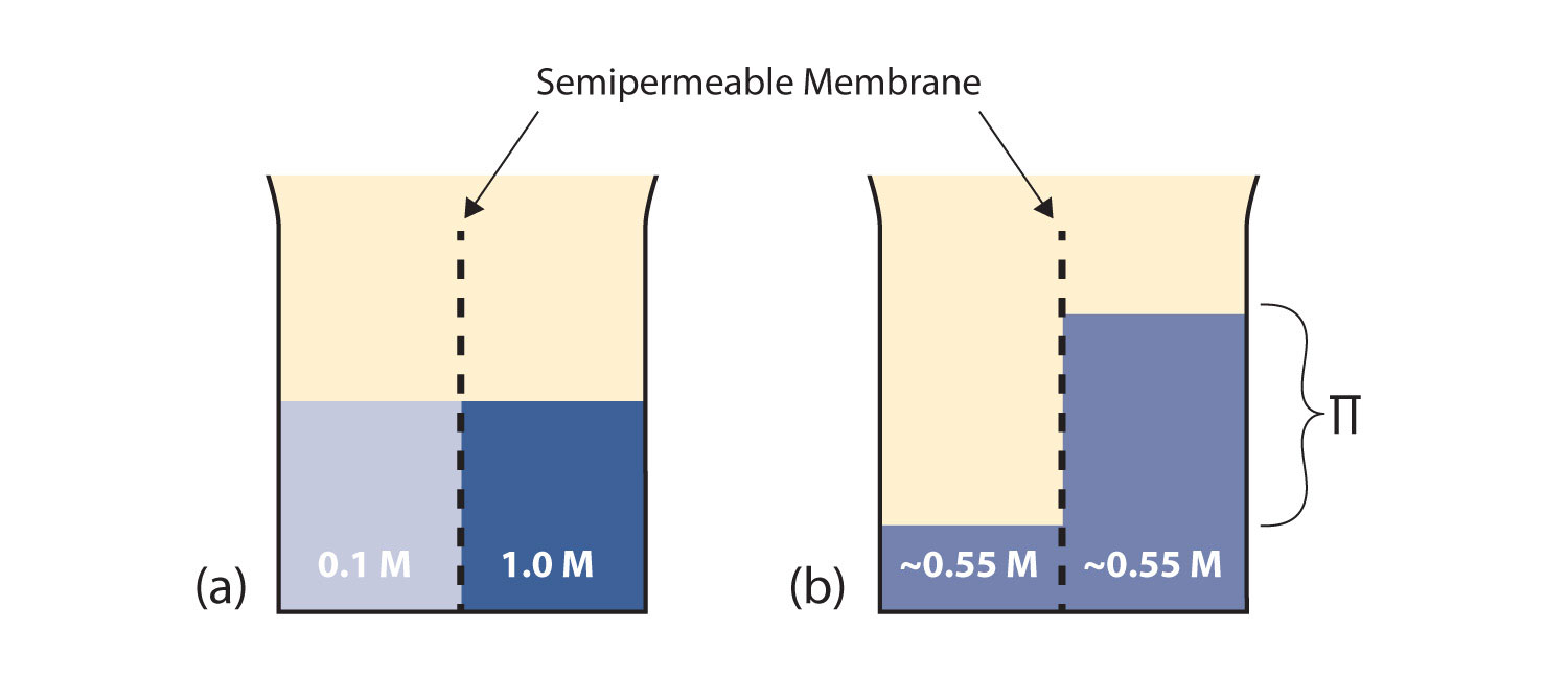 Part "a" of the diagram shows a beaker split into two sides with a semipermeable membrane. The left side has 0.1M solution and the right side has 1.0M solution; both have equal volumes. After osmosis occurs in part "b", both sides have 0.55M solutions, but the volume of solution is much higher on the right where the concentration began much higher.