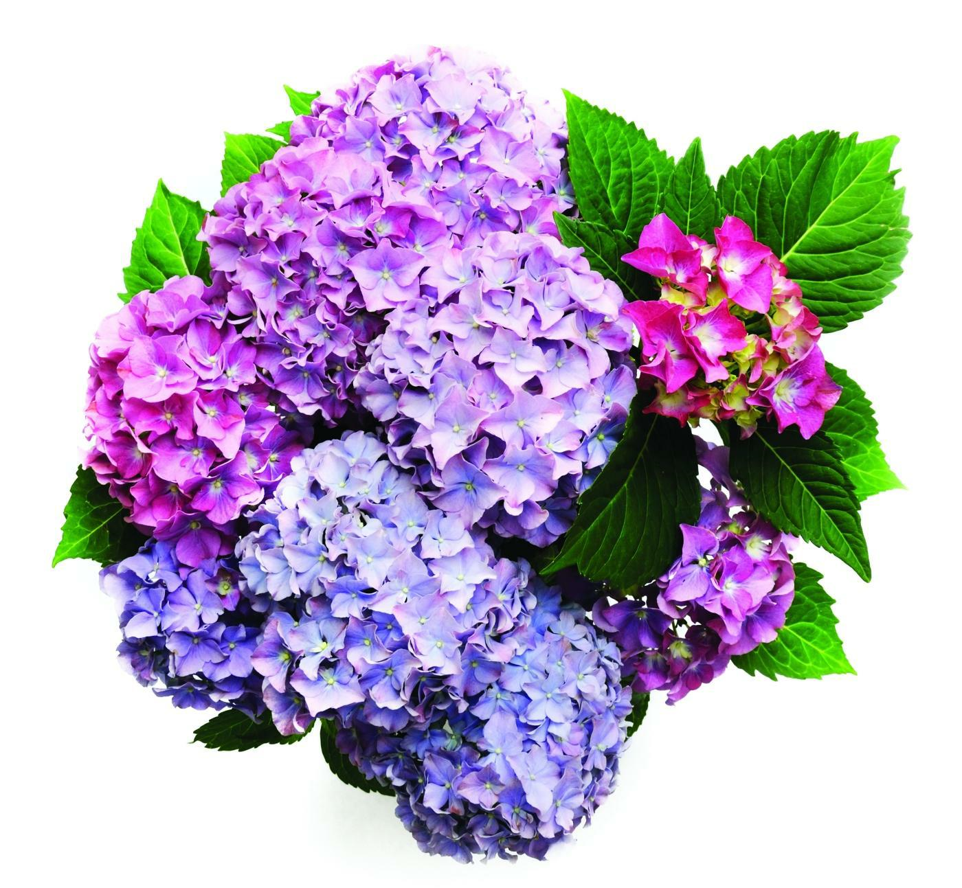 An arrangement of purple hydrangeas.