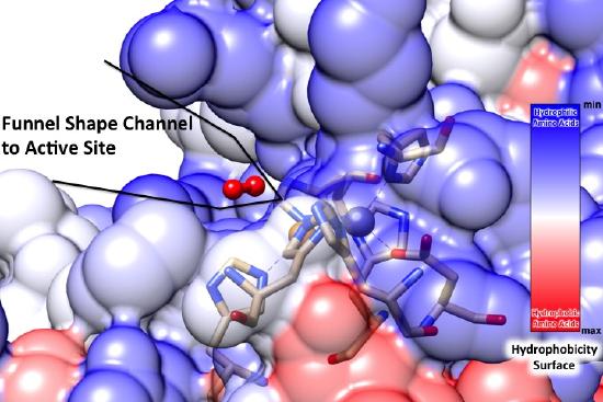 Funnel Shape Channel to Active Site