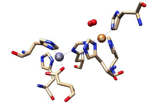 SOD1 Active Site Structure