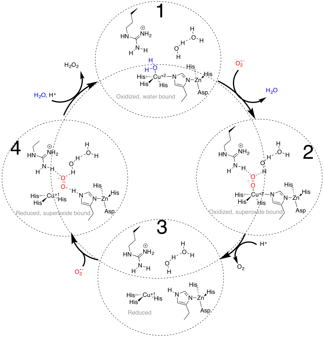 SOD1 catalytic Cycle