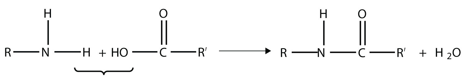 Una amina reacciona con un ácido carboxílico para formar una amida y agua.