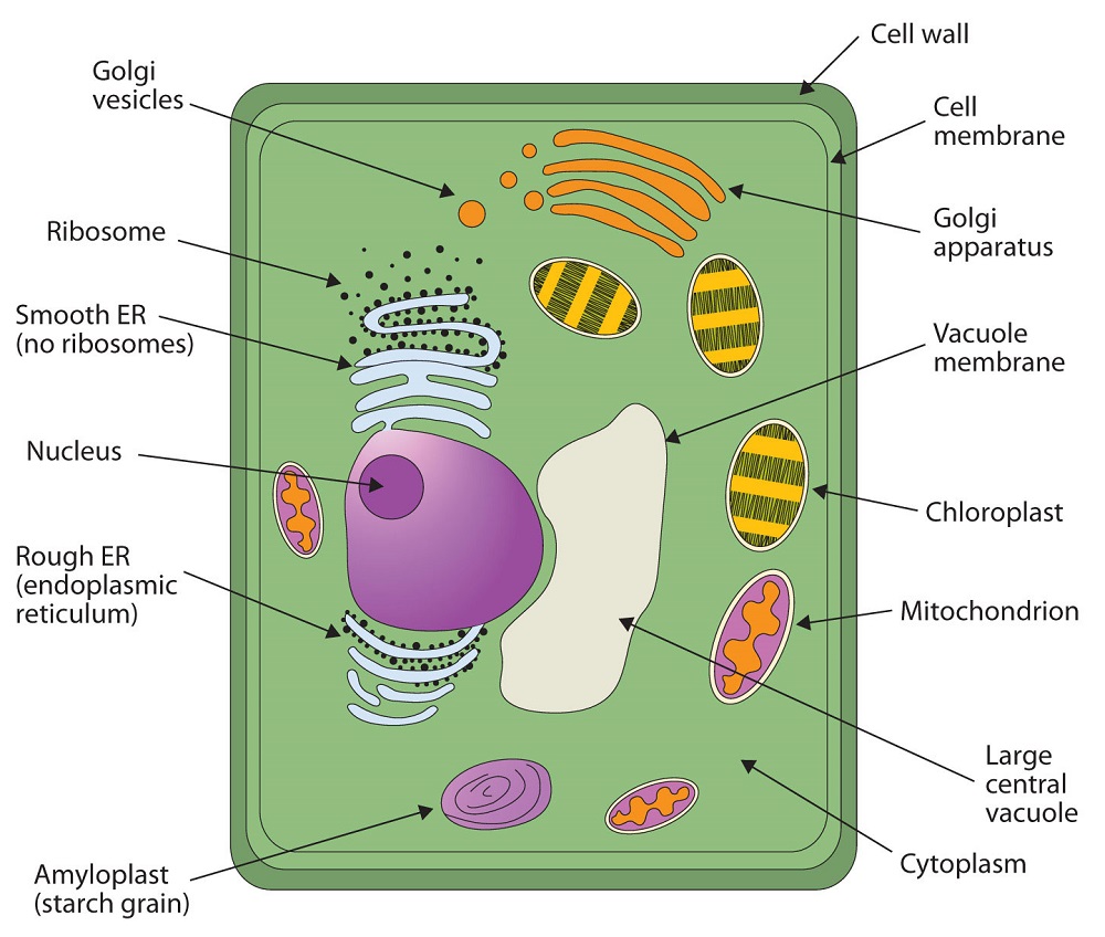Difference Between Cell Membrane And Plasma Membrane Difference Between