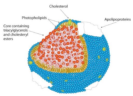 cholesterol1.jpg