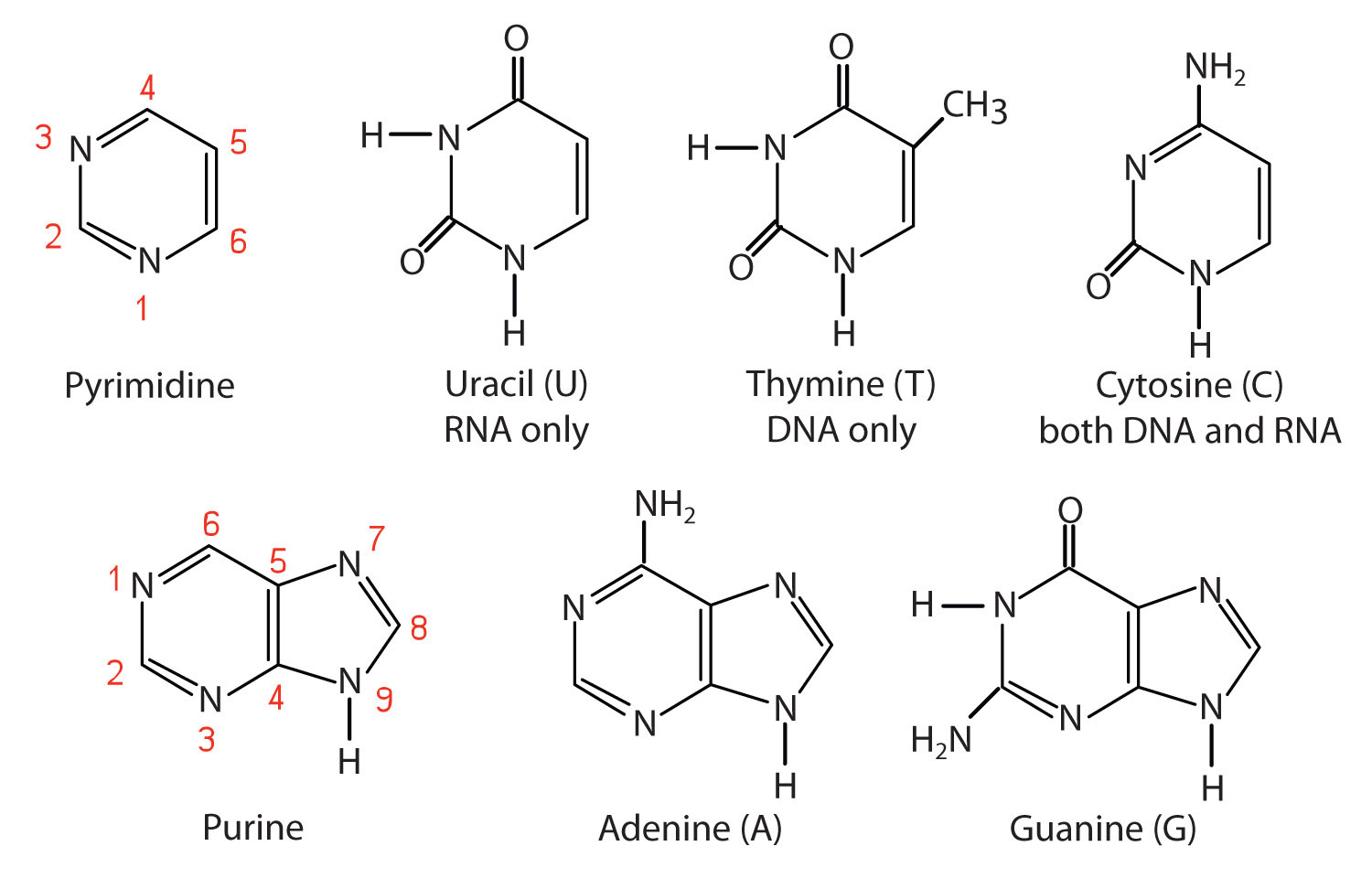19.1: Nucleotides - Chemistry LibreTexts