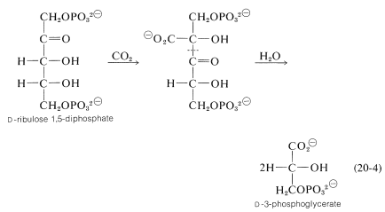 10 Formation Of Carbohydrates By Photosynthesis Chemistry Libretexts